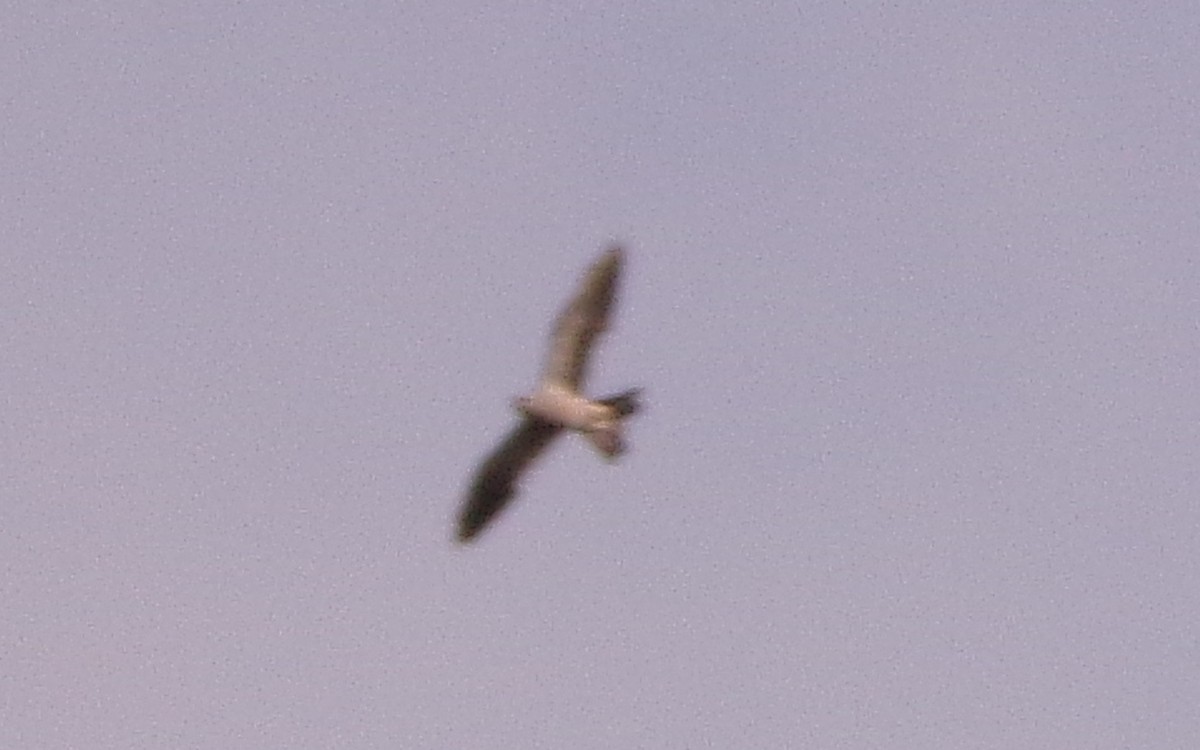 Mississippi Kite - ML641241258