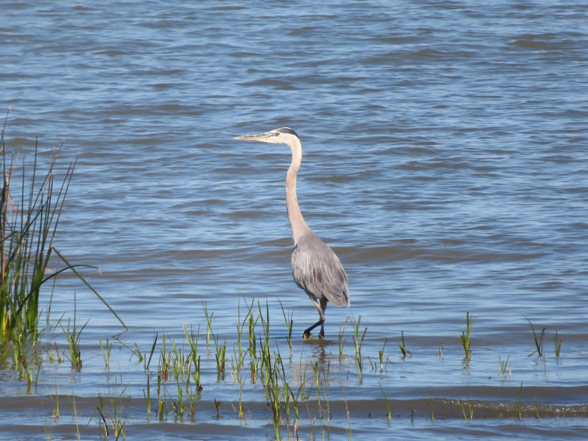 Great Blue Heron - ML641241262