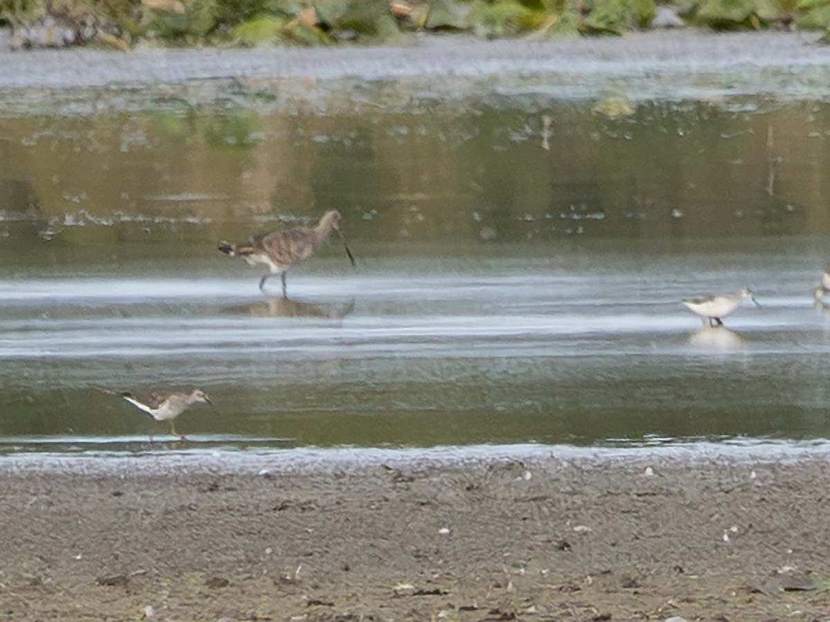 Hudsonian Godwit - ML641241275