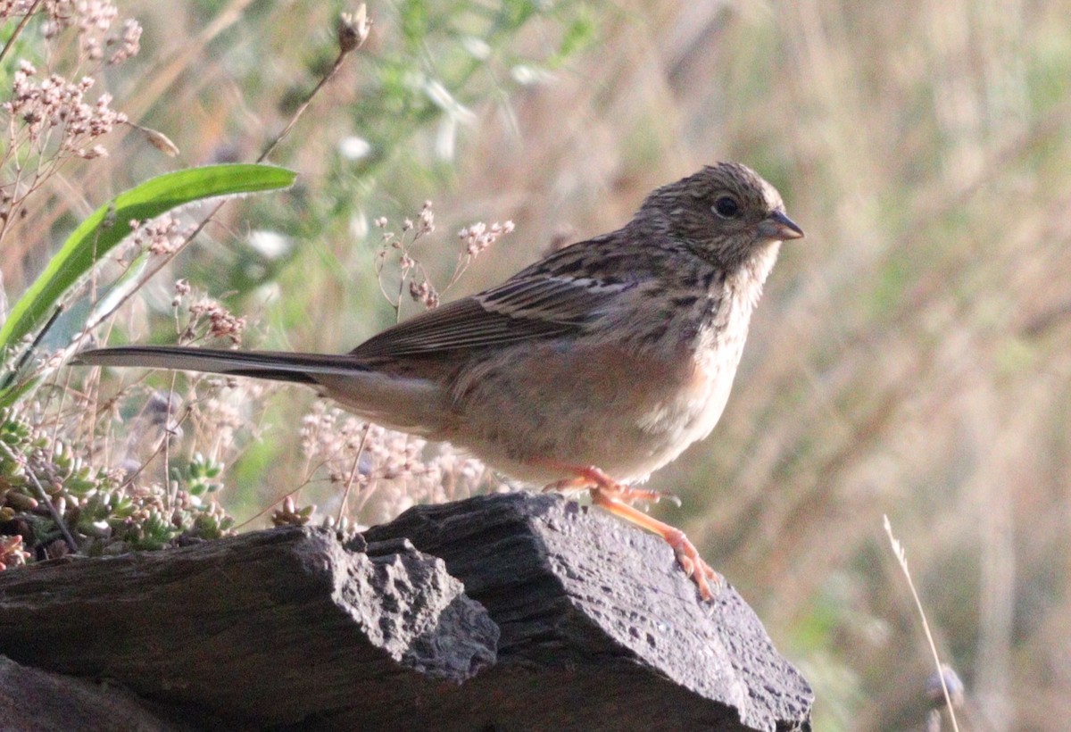 Rock Bunting - ML641241276