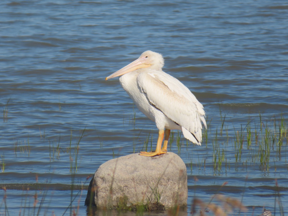 American White Pelican - ML641241295