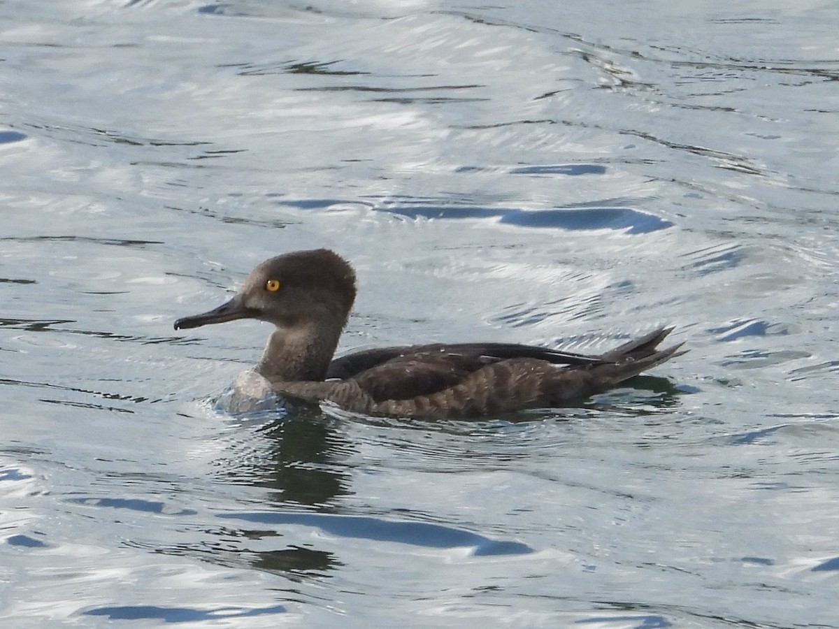 Hooded Merganser - ML641241374