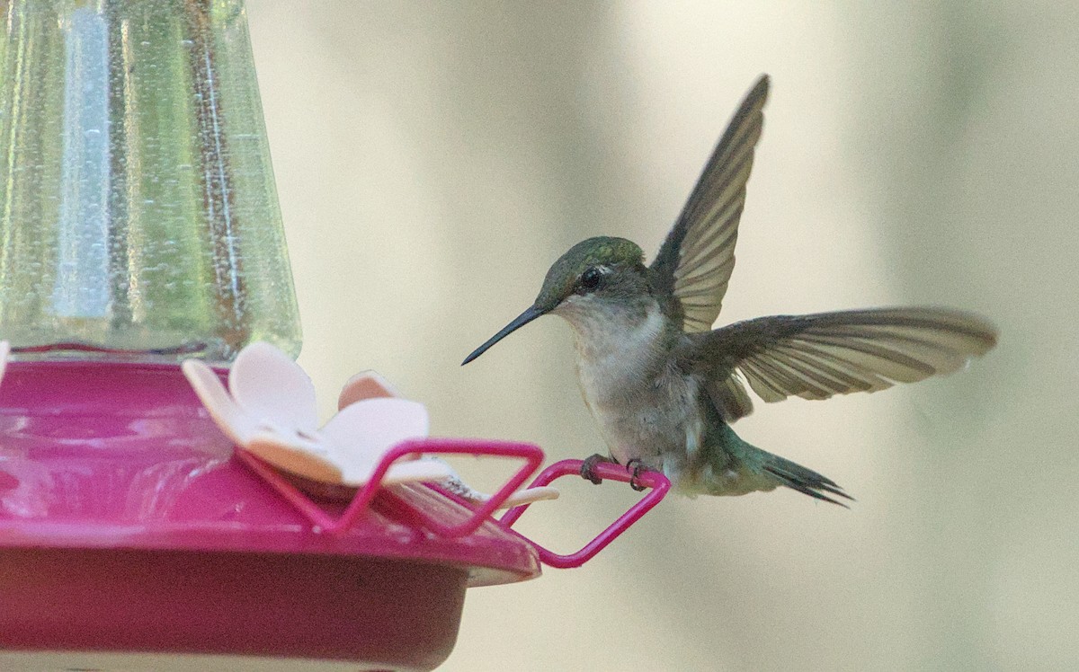 Ruby-throated Hummingbird - ML641241418