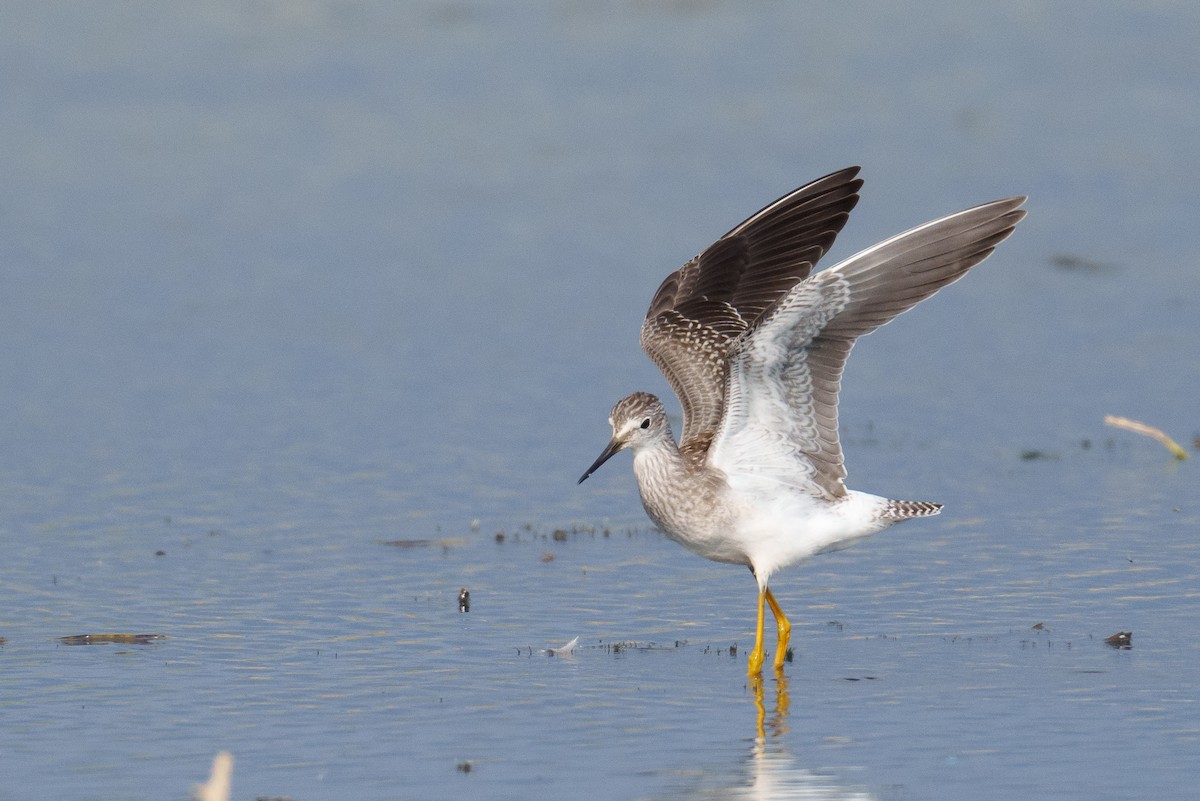 Lesser Yellowlegs - ML641241446