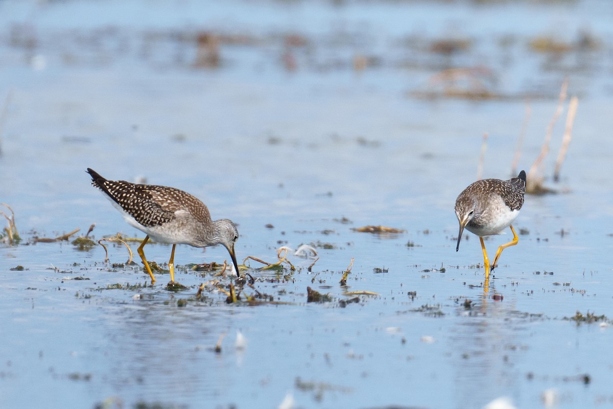 Lesser Yellowlegs - ML641241470