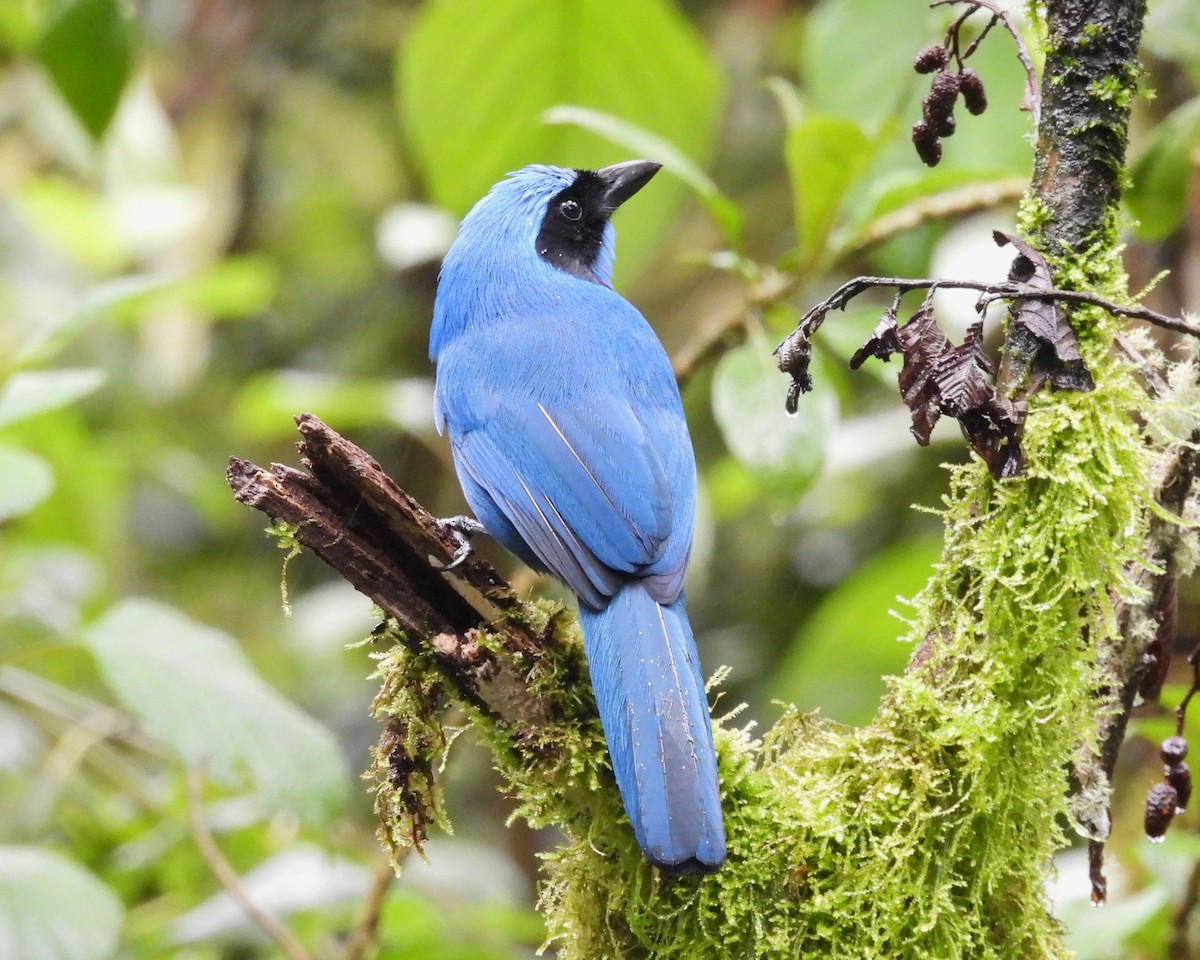 Turquoise Jay - ML641241483