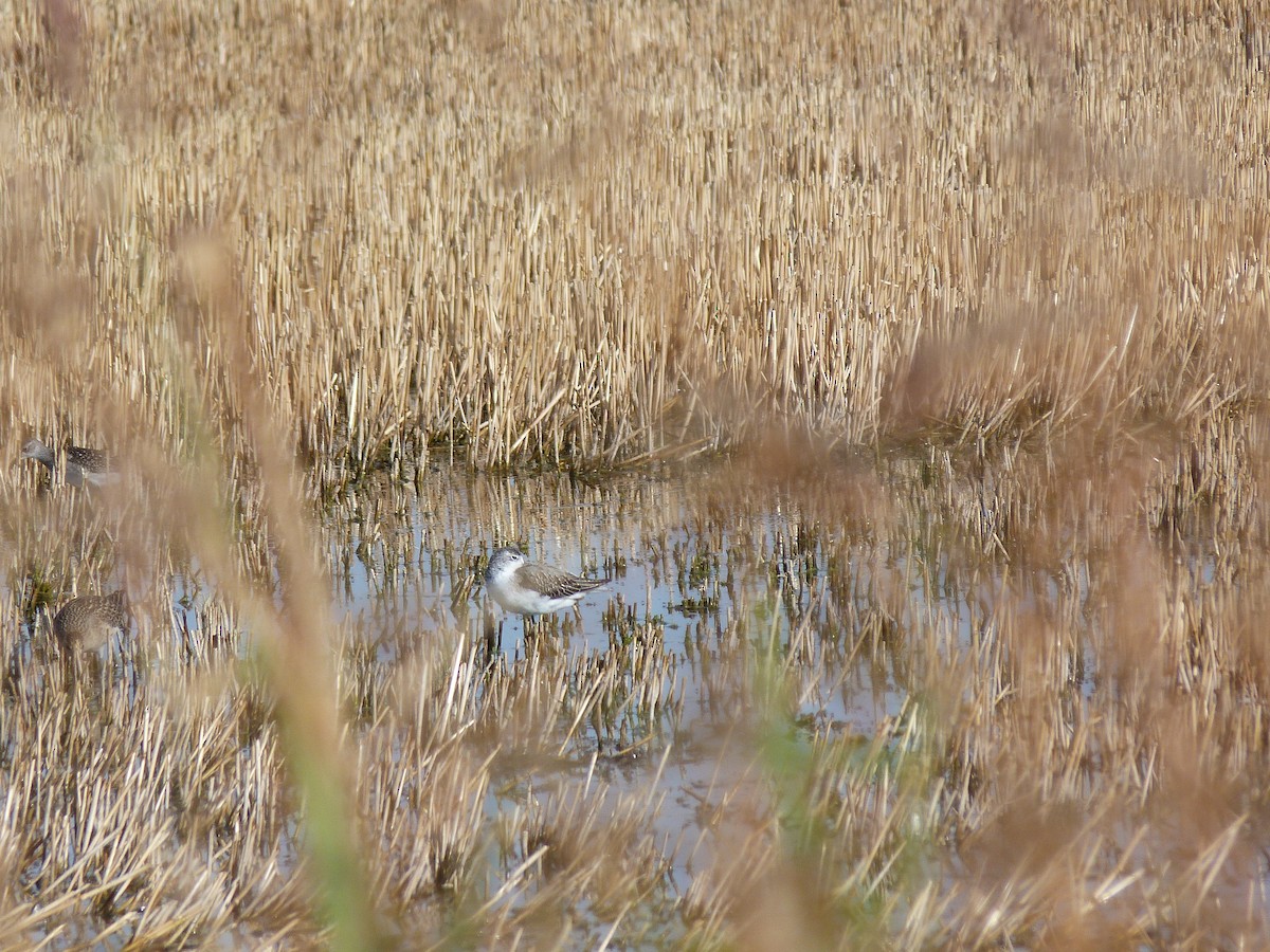 コアオアシシギ - ML641241484