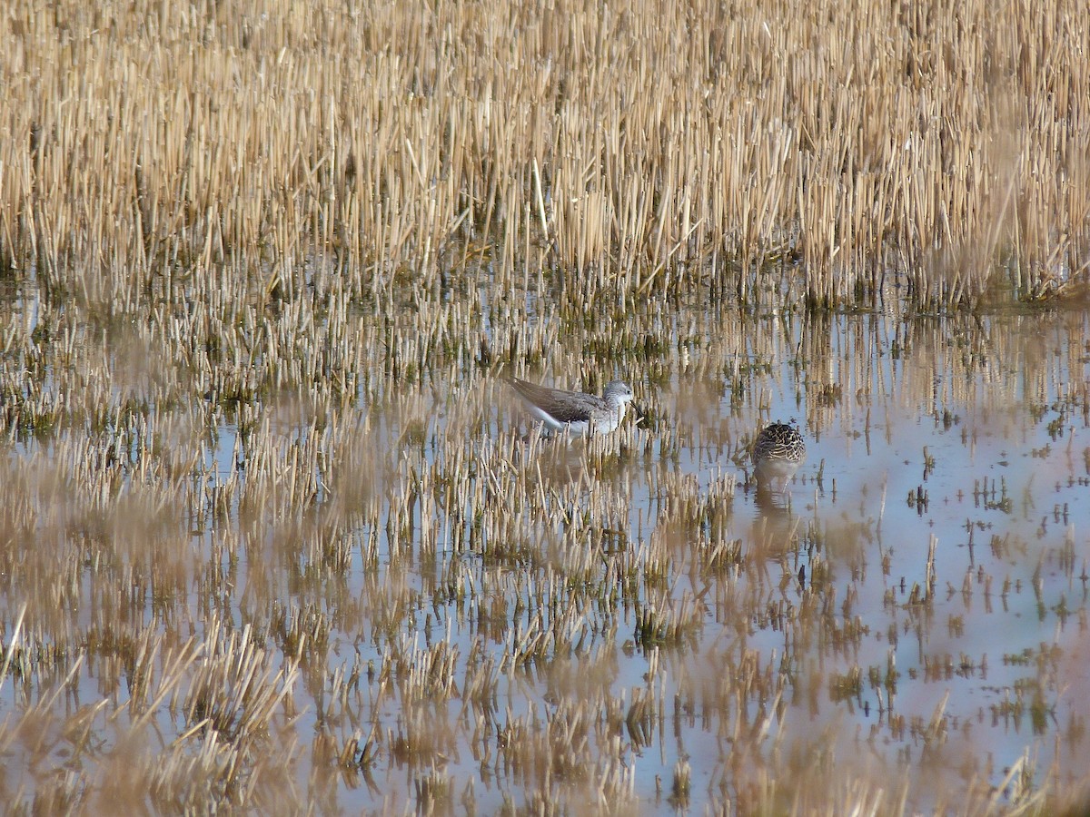 コアオアシシギ - ML641241485