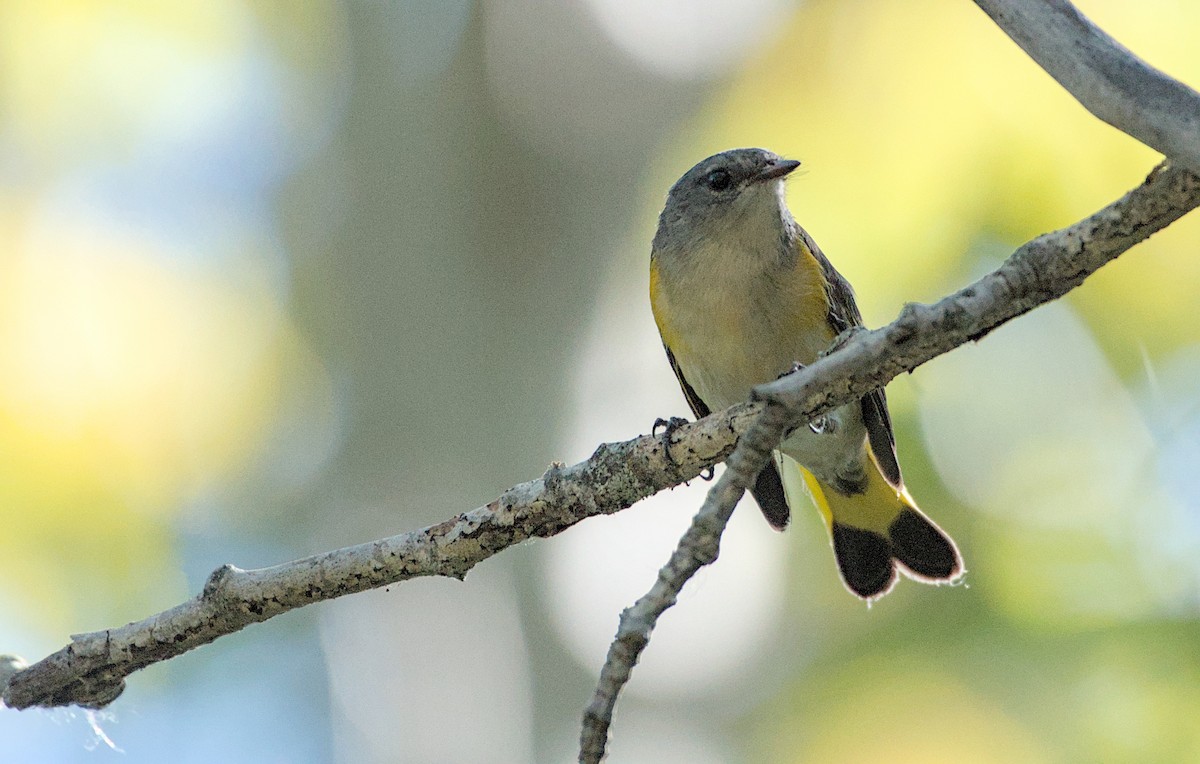 American Redstart - ML641241491