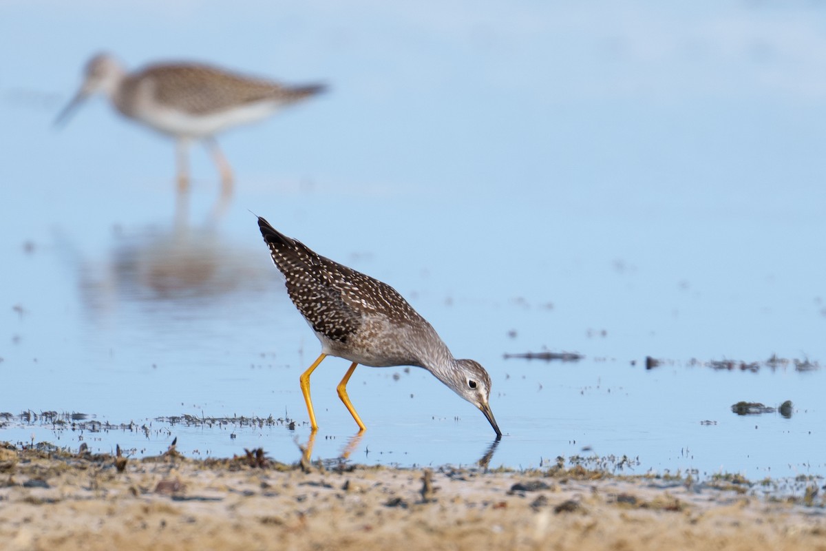 Lesser Yellowlegs - ML641241513