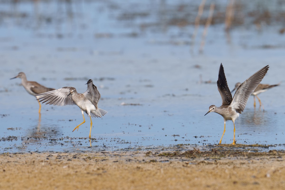 Lesser Yellowlegs - ML641241514