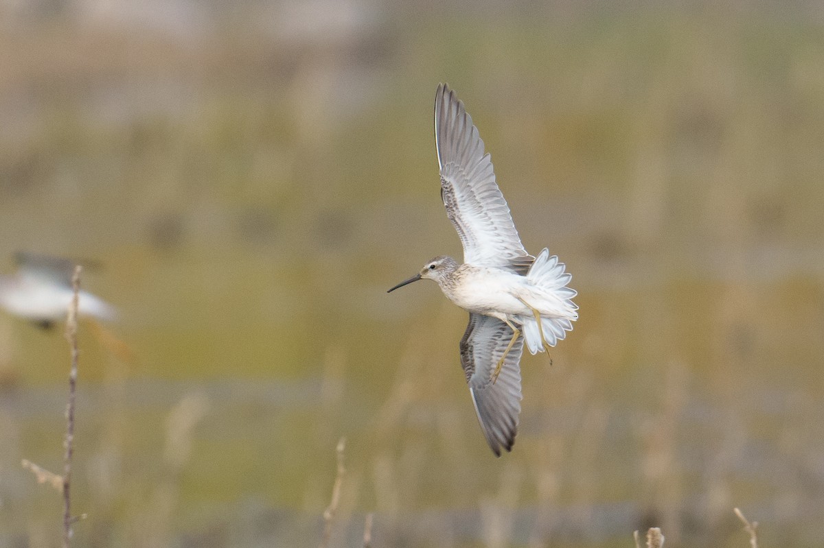 Stilt Sandpiper - ML641241554