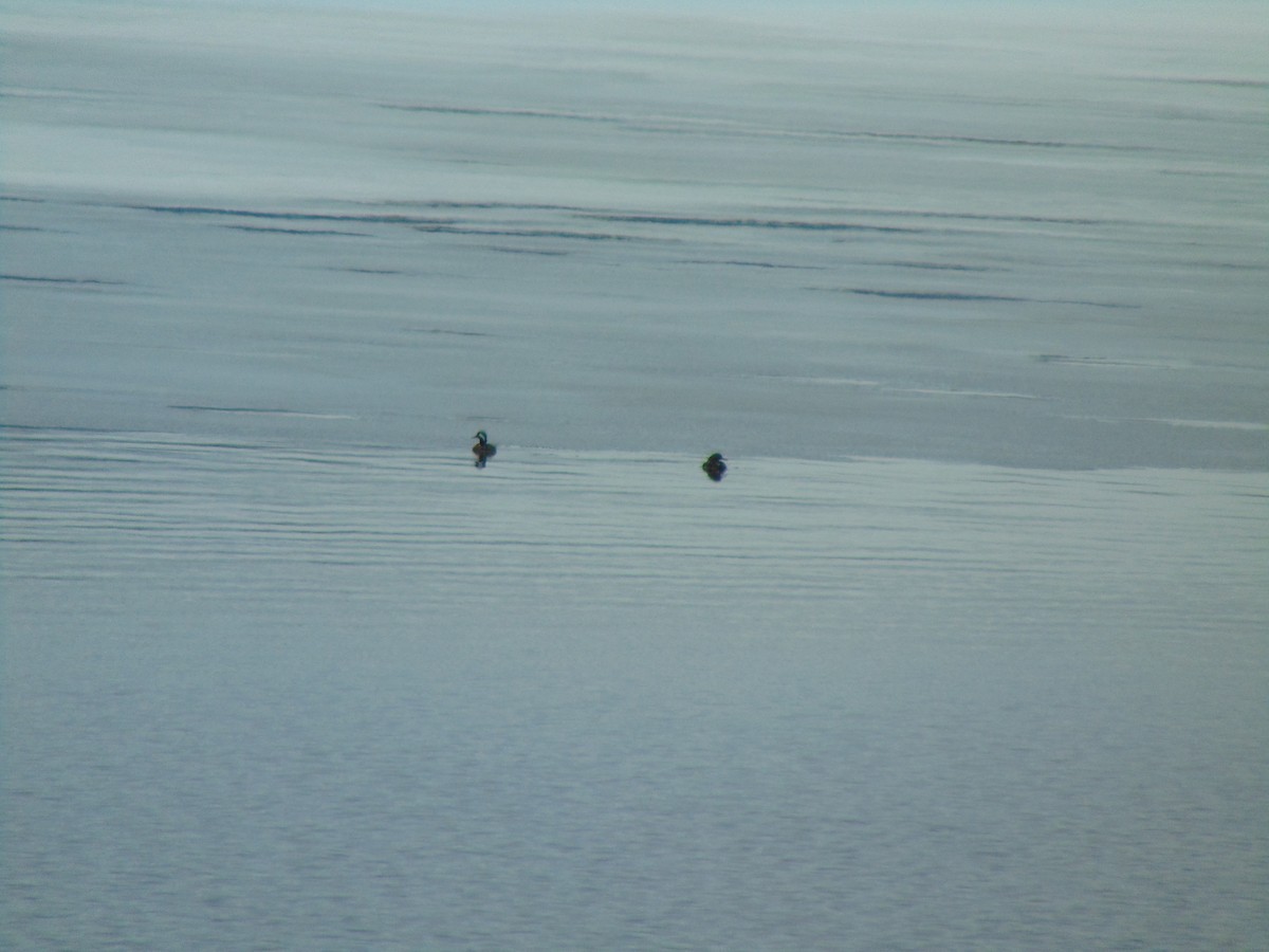Hooded Merganser - ML641241555