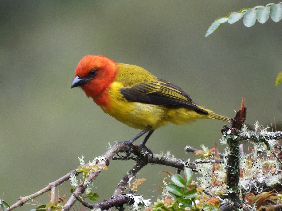 Red-hooded Tanager - ML641241573