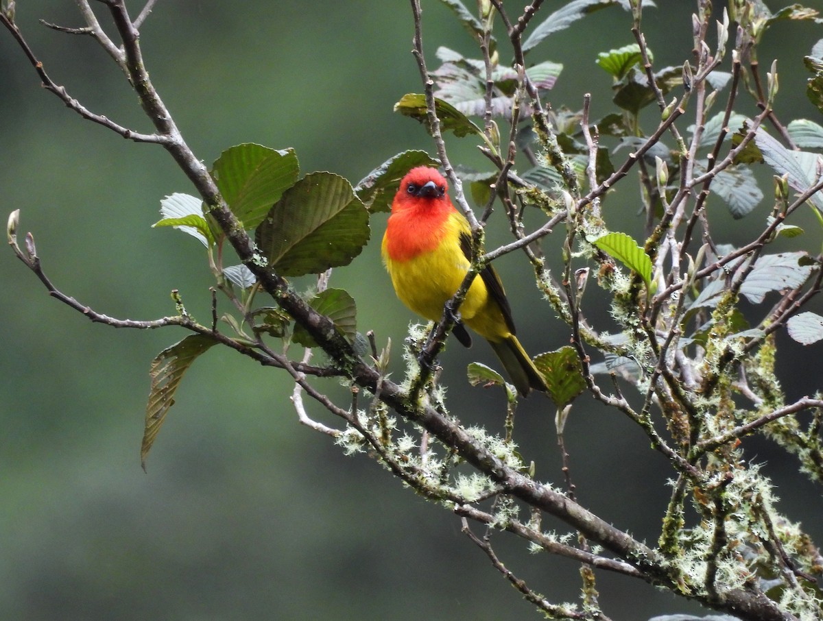 Red-hooded Tanager - ML641241574