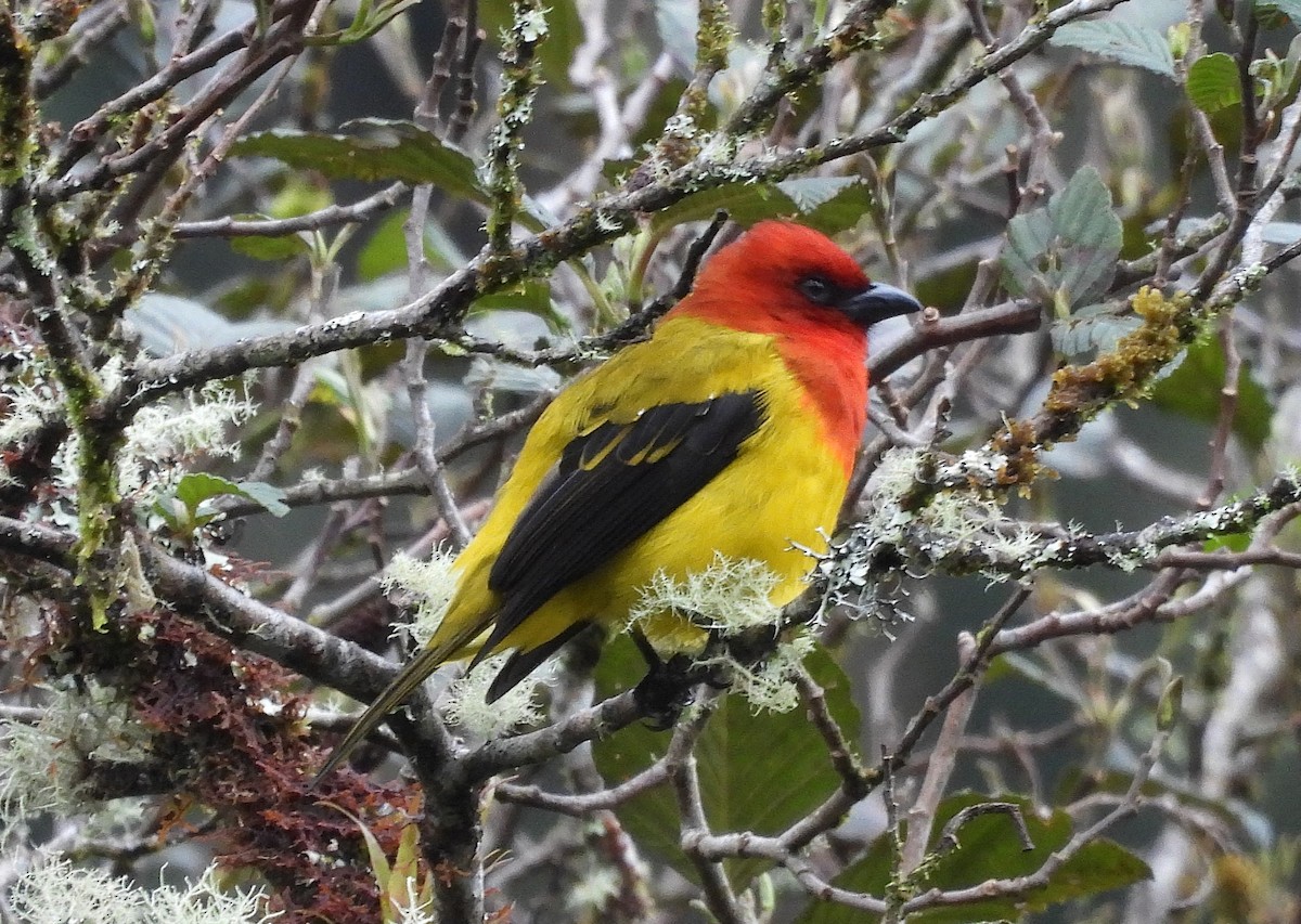 Red-hooded Tanager - ML641241576