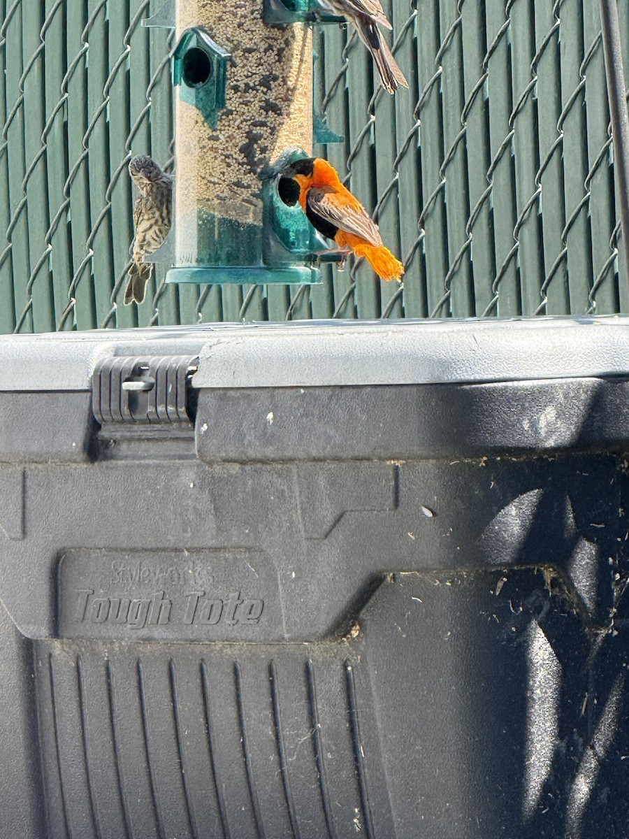 Northern Red Bishop - ML641241580