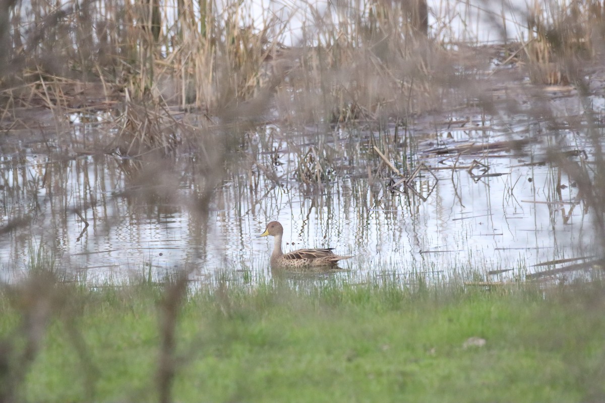Yellow-billed Pintail - ML641241592