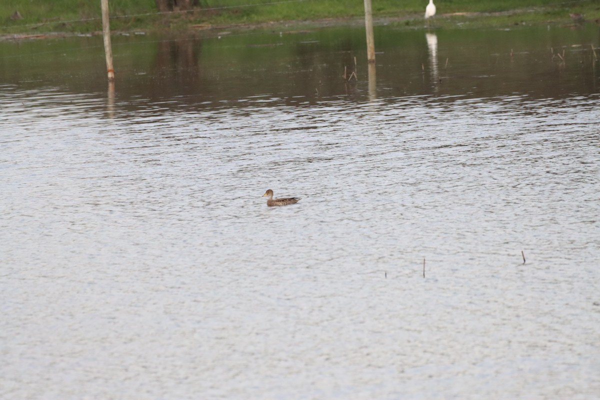 Yellow-billed Pintail - ML641241593