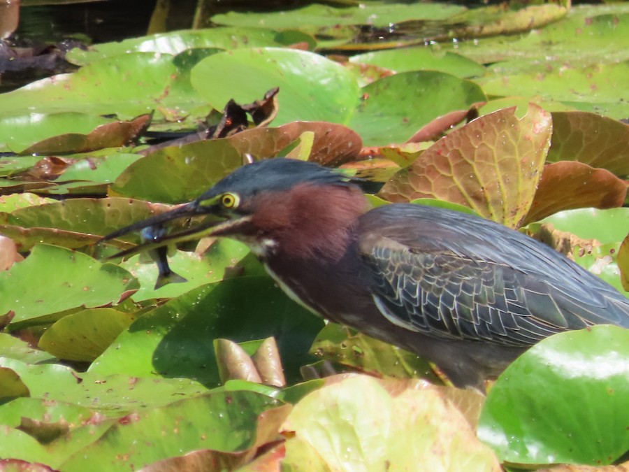 Green Heron - Ruth Bergstrom