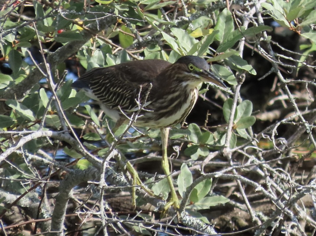 Green Heron - ML641241595