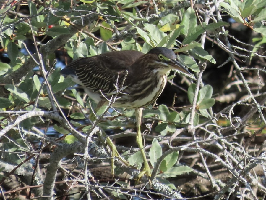 Green Heron - Ruth Bergstrom