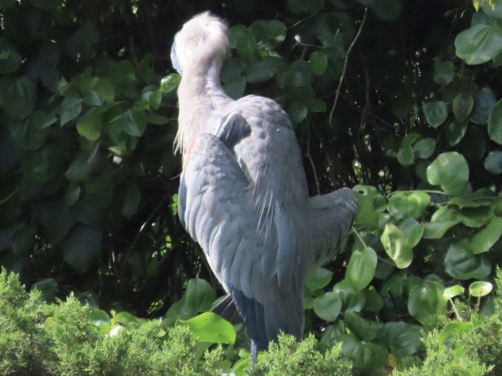 Great Blue Heron - ML641241599