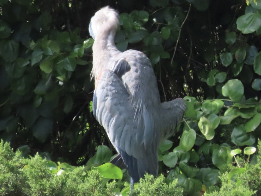 Great Blue Heron - Ruth Bergstrom