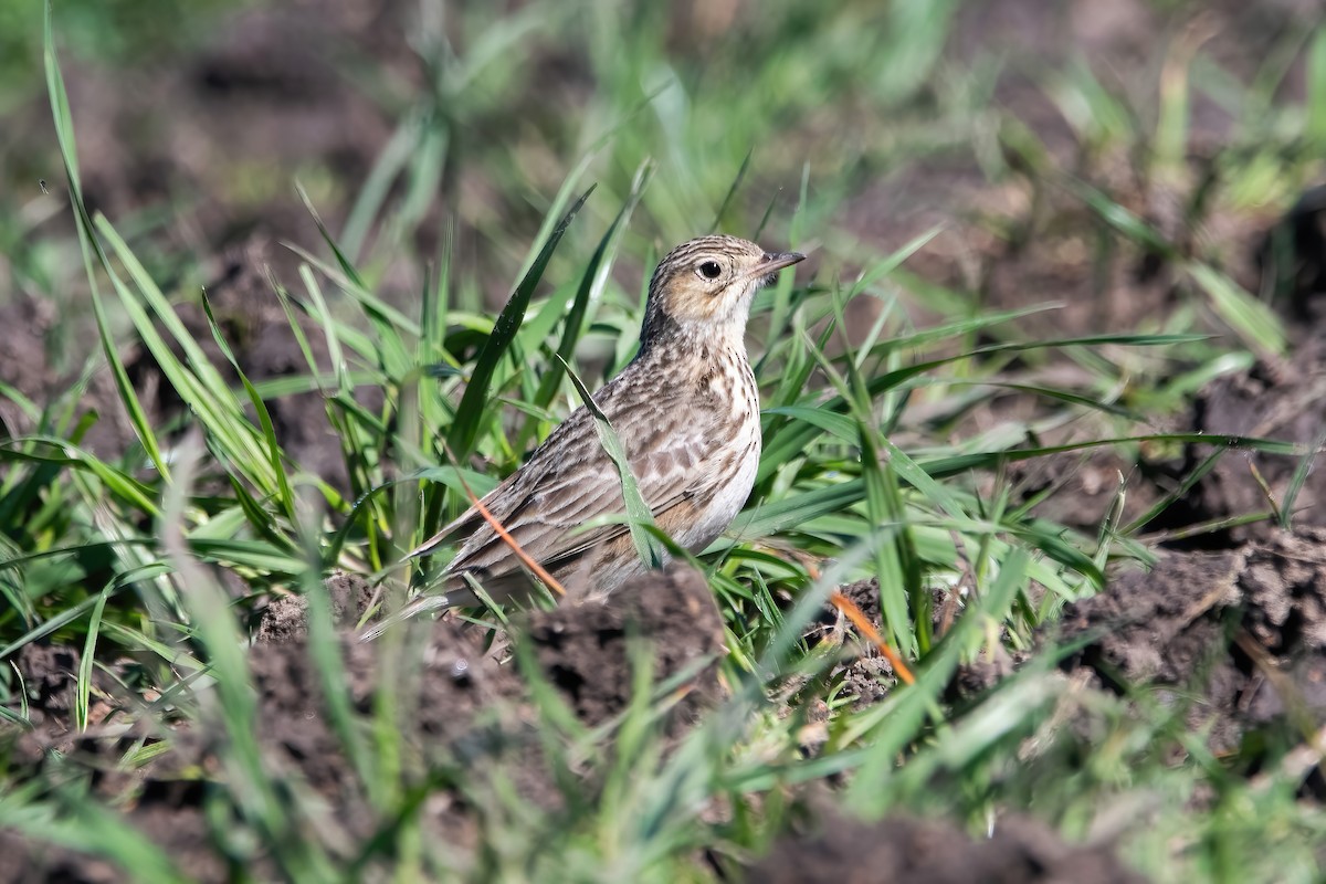 Short-billed Pipit - ML641241628