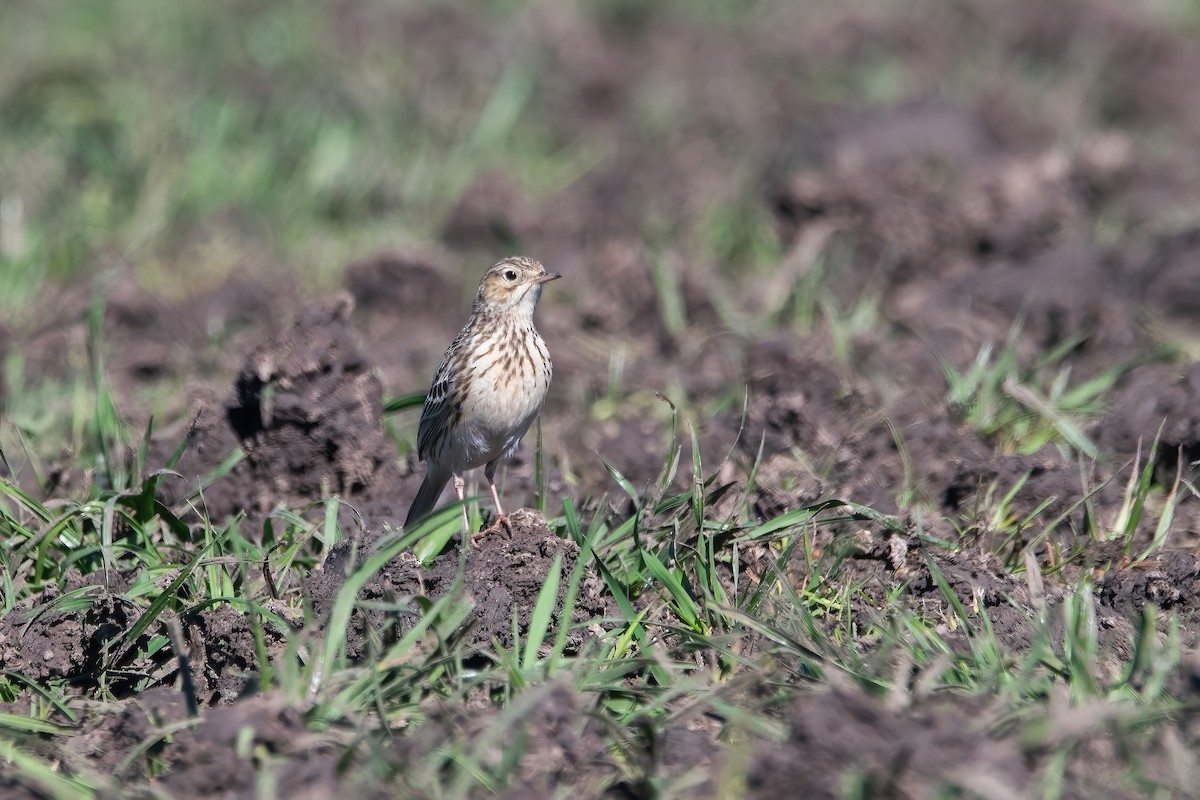 Short-billed Pipit - ML641241629