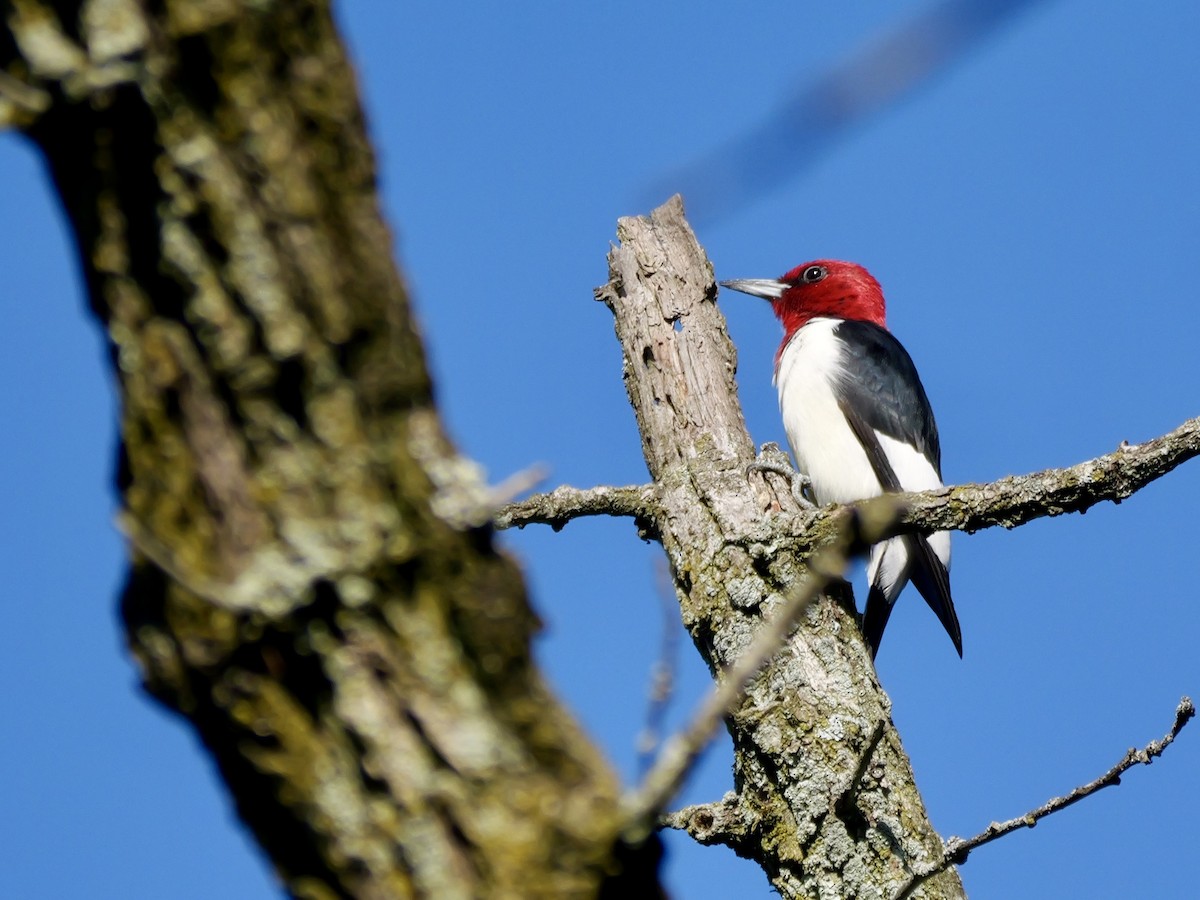 Red-headed Woodpecker - ML641241631
