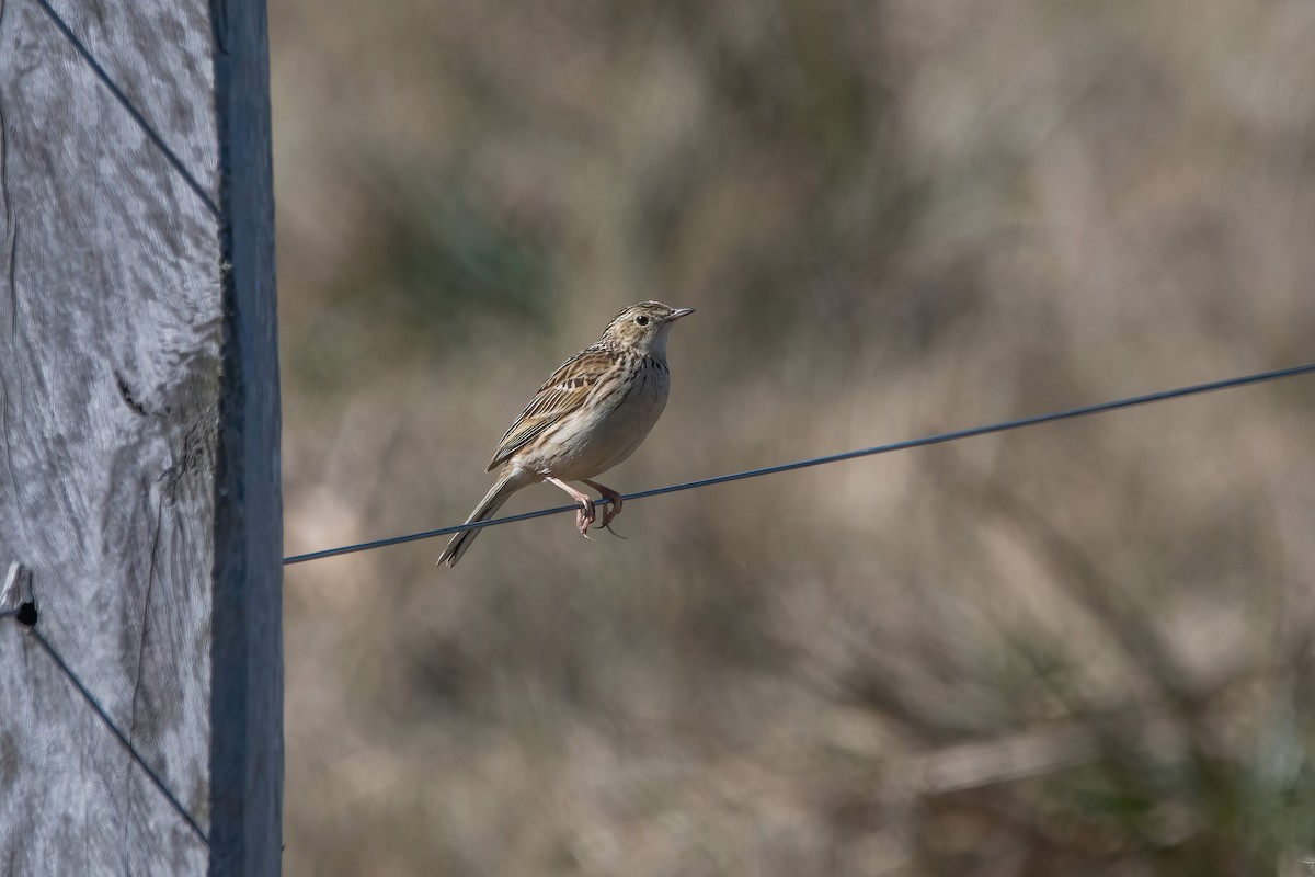 Pipit de Hellmayr - ML641241639