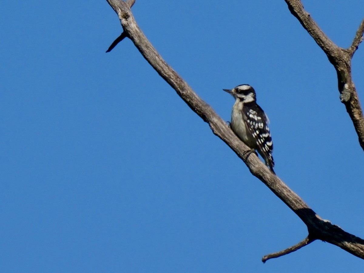 Downy Woodpecker - ML641241652