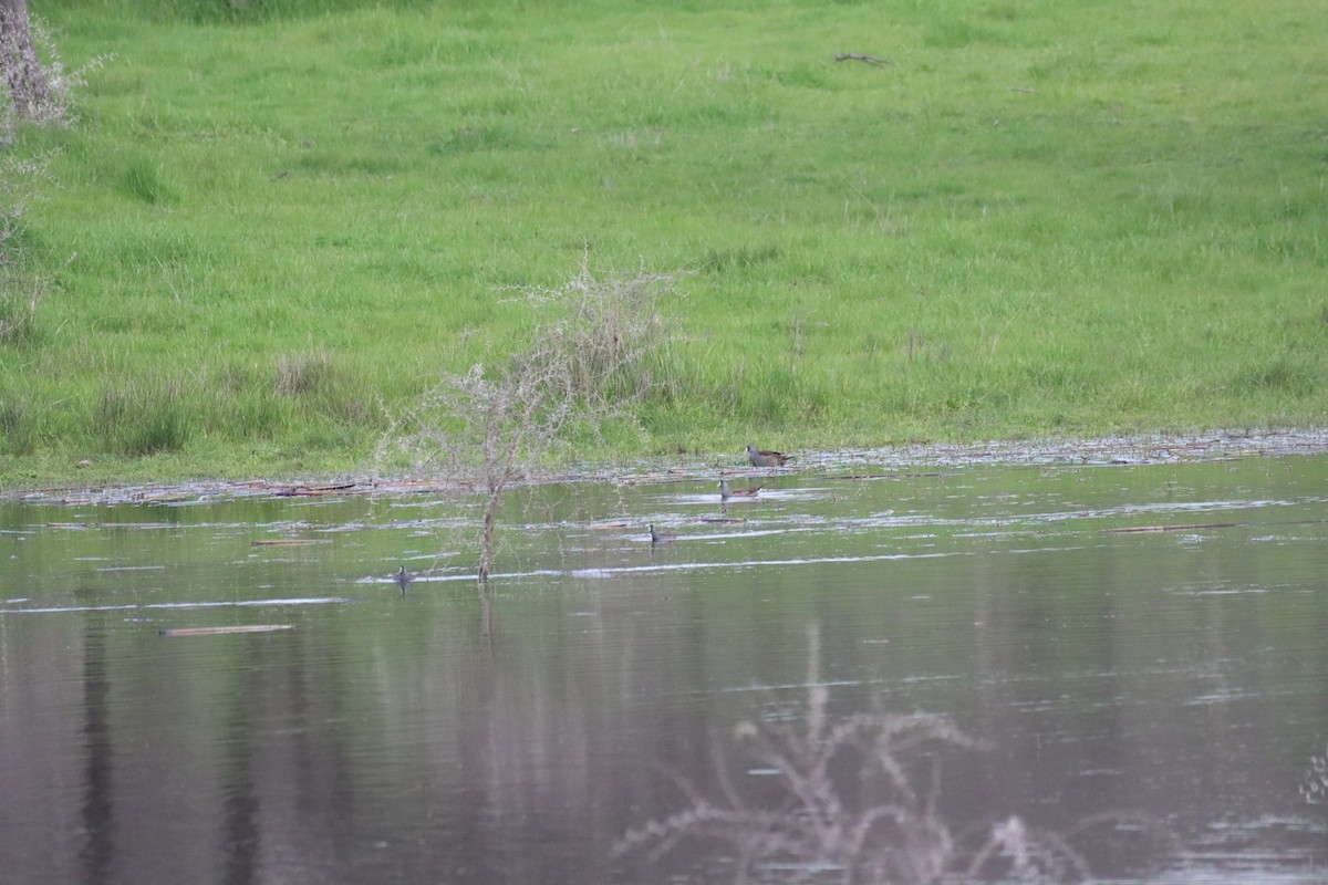Spot-flanked Gallinule - ML641241664