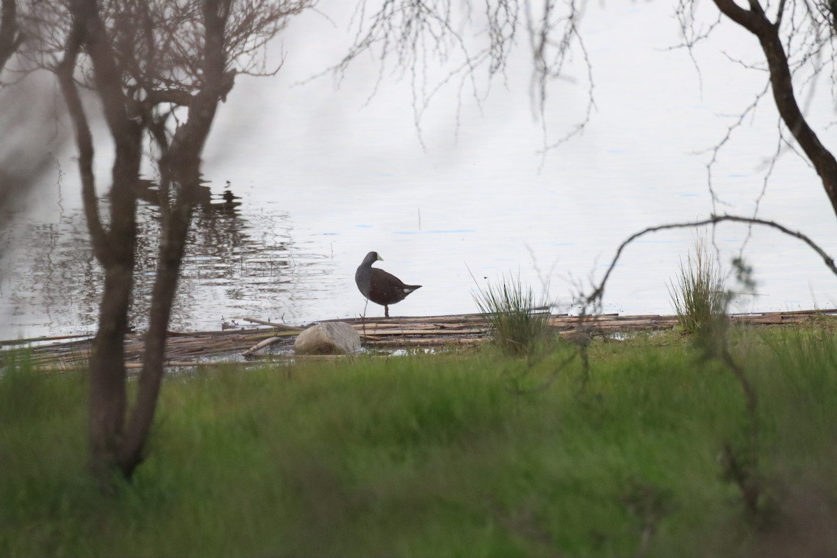 Spot-flanked Gallinule - ML641241665