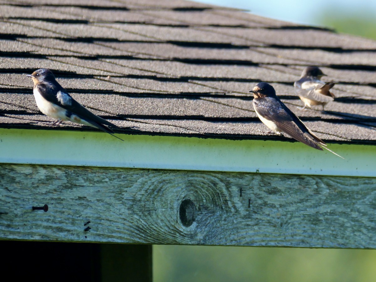 Barn Swallow - ML641241669