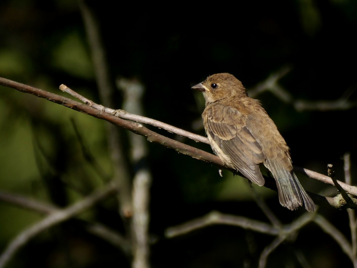 Indigo Bunting - ML641241683