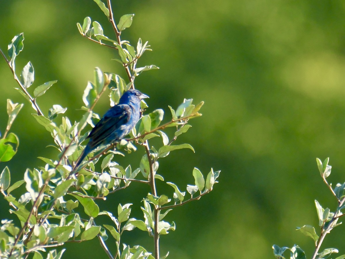 Indigo Bunting - ML641241684