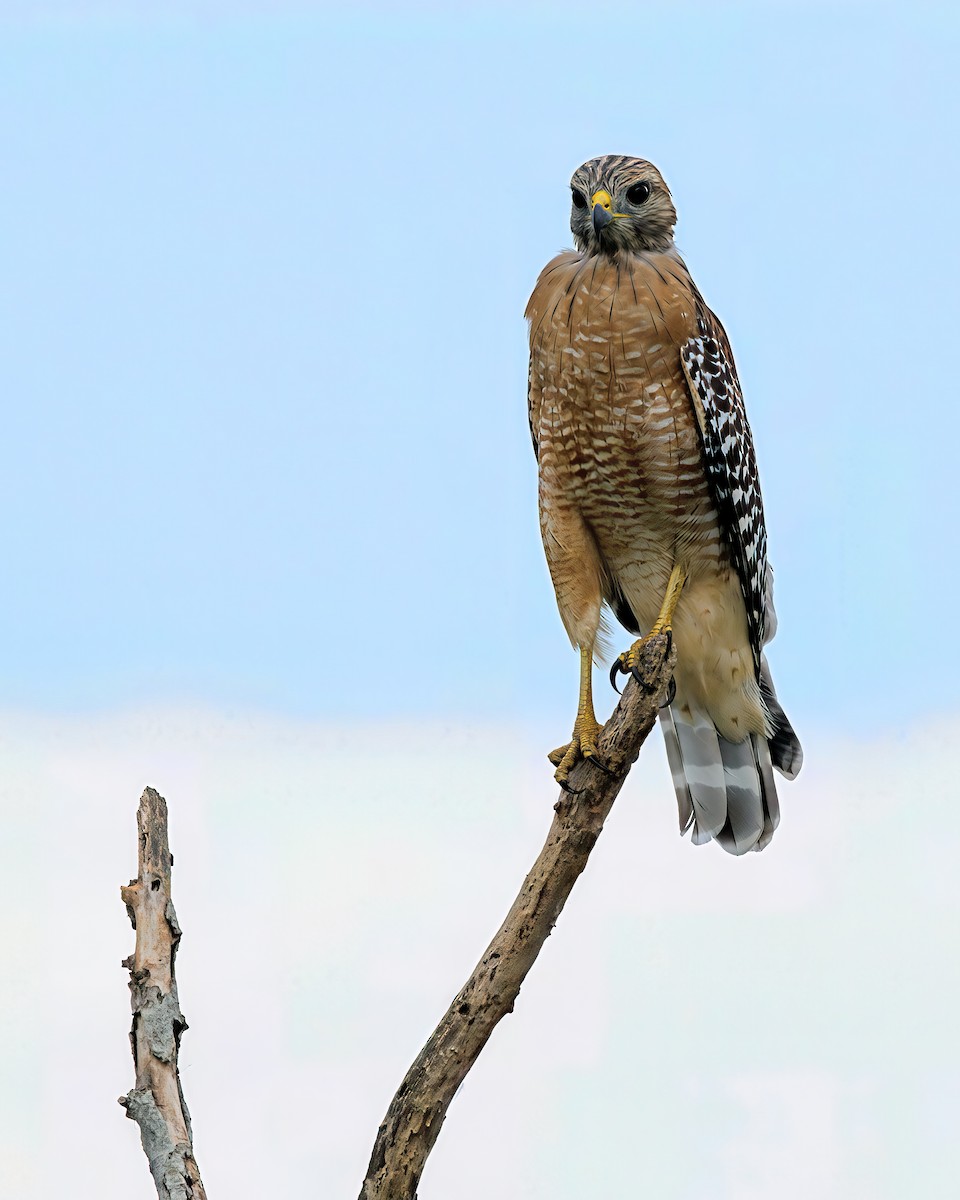 Red-shouldered Hawk - ML641241694