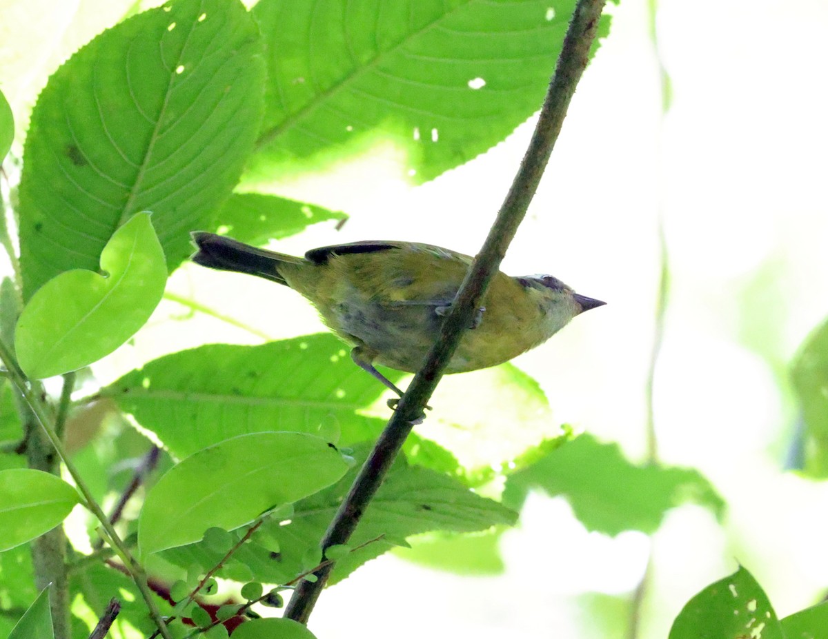 ヤブフウキンチョウ - ML641241714