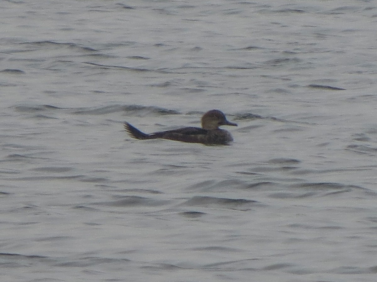 Hooded Merganser - ML641241716