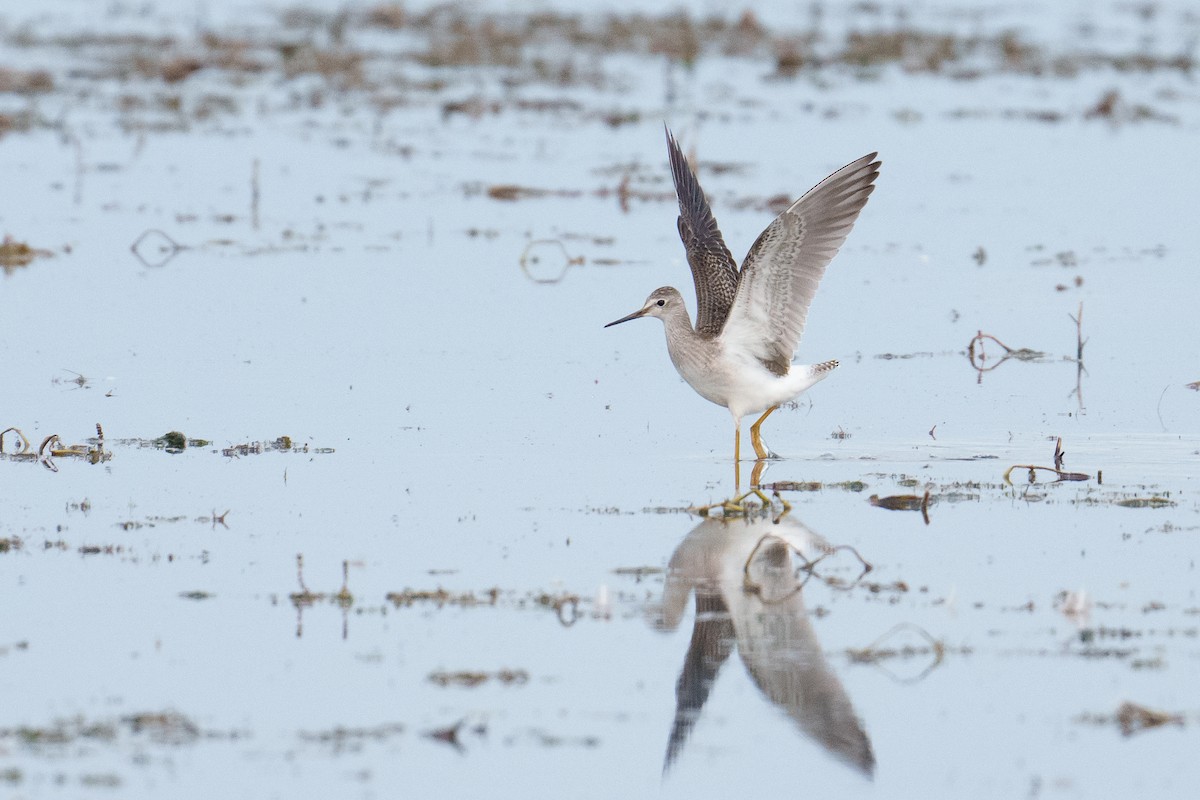 Lesser Yellowlegs - ML641241720