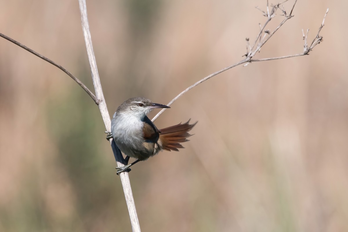 Straight-billed Reedhaunter - ML641241751