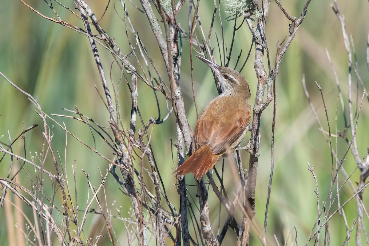 Straight-billed Reedhaunter - ML641241752