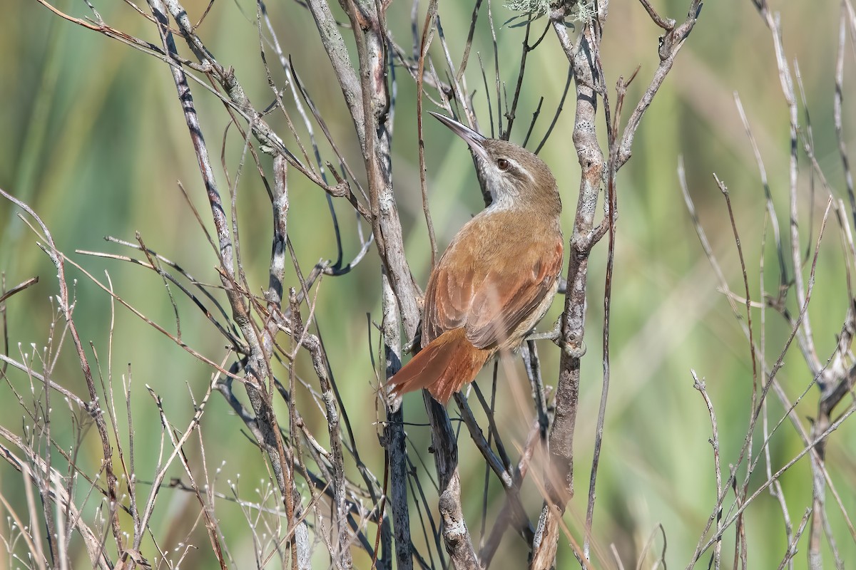 Straight-billed Reedhaunter - ML641241753