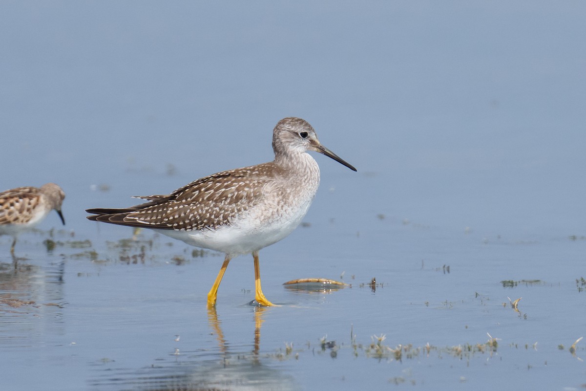 Lesser Yellowlegs - ML641241762