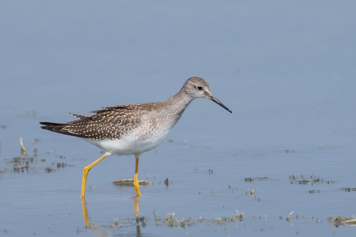 Lesser Yellowlegs - ML641241763
