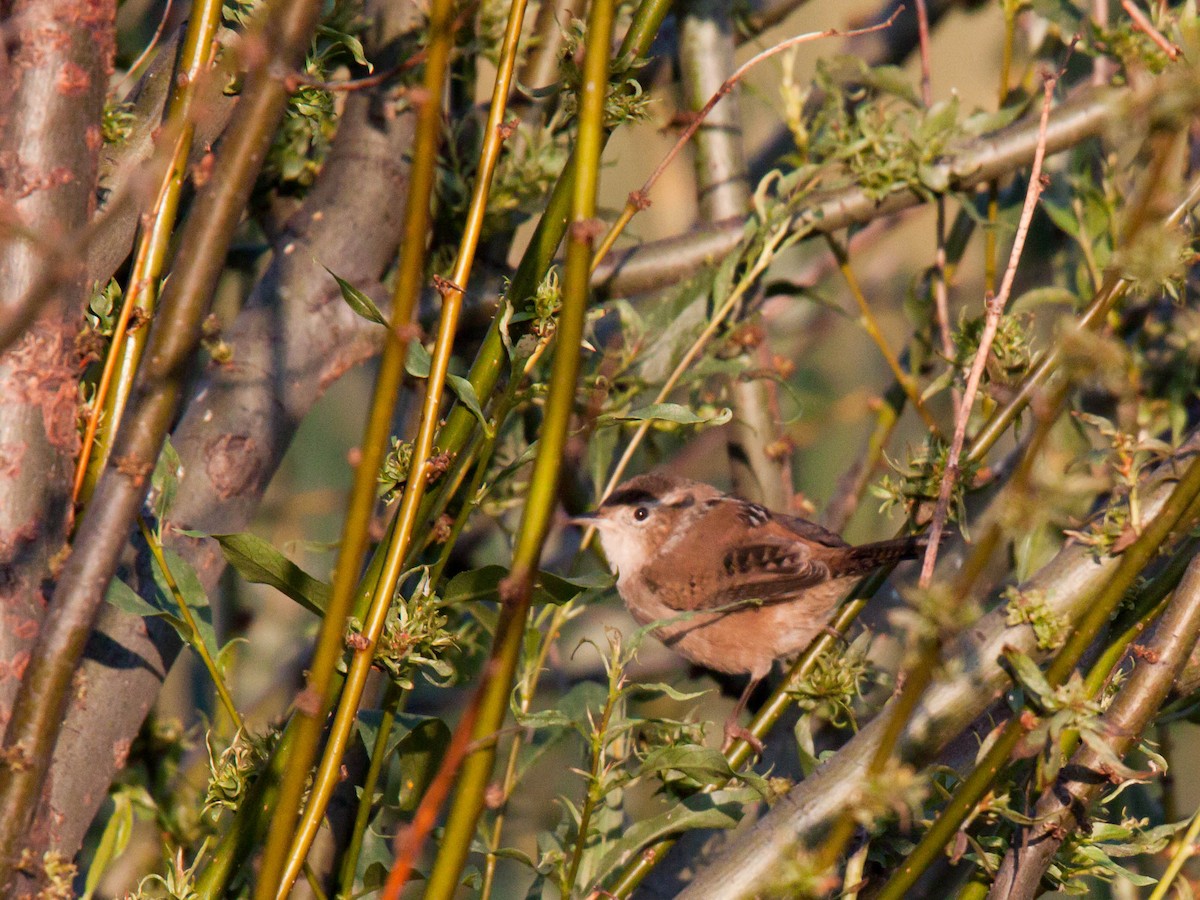 Marsh Wren - ML641241790