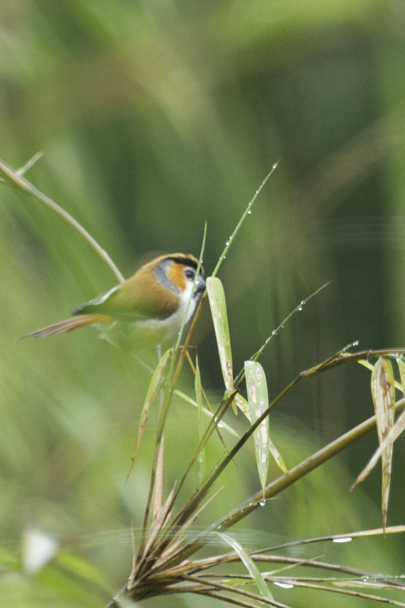 Black-throated Parrotbill - ML641241800