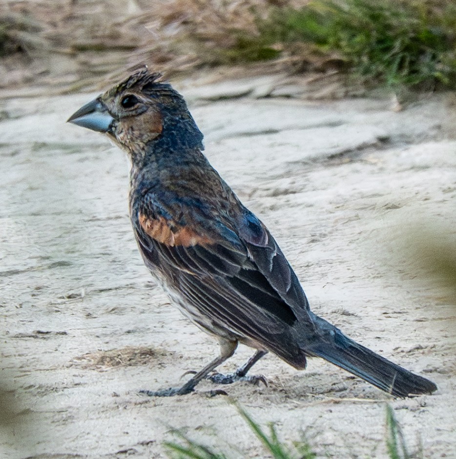 Blue Grosbeak - ML641241811
